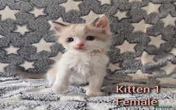 Ragdoll cats for sale: Gorgeous loving ragdolls - Image 1