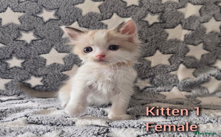Ragdoll cats - Advert 13