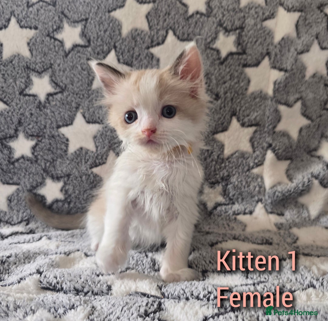 Ragdoll cats for sale: Gorgeous loving ragdolls - Image 1