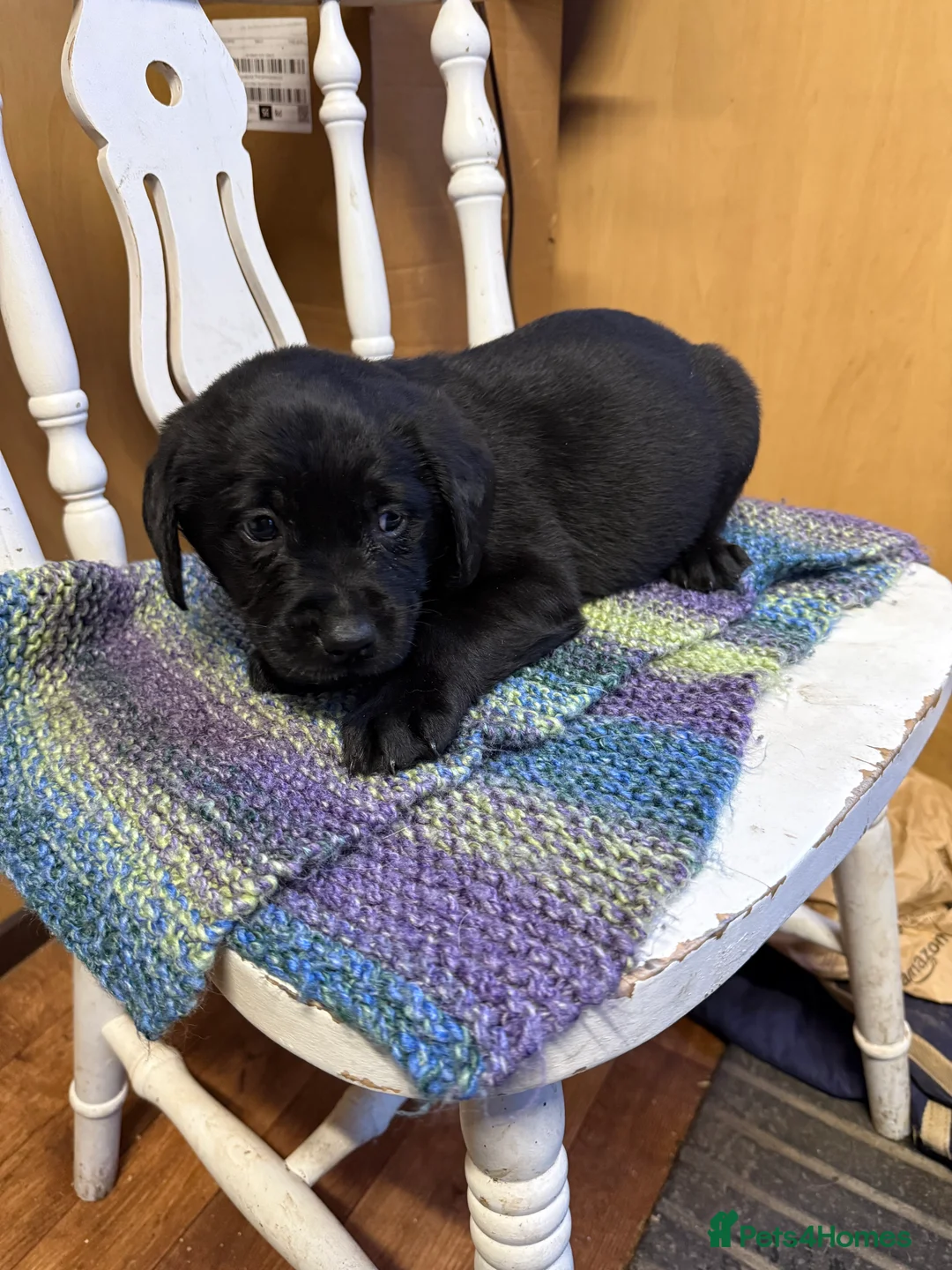 Labrador Retriever dogs for sale: 4 stunning black lab puppies - Advert 12