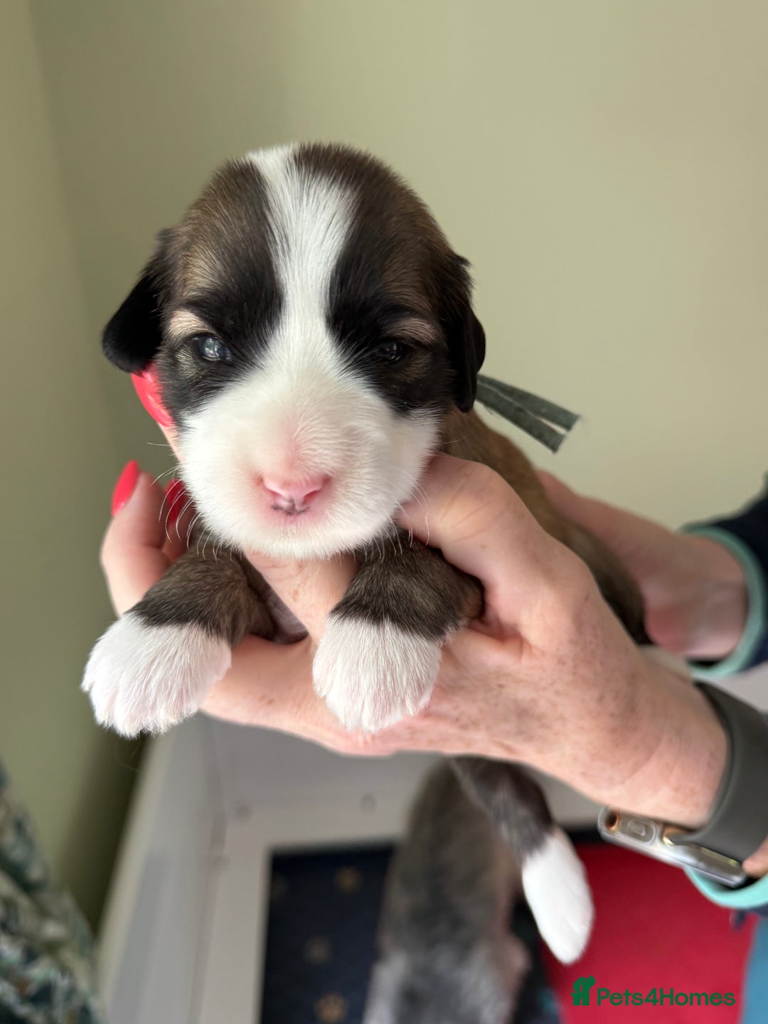 Tibetan Terrier dogs for sale: Gold Sable & White Tibetan Terrier Girl - Image 13