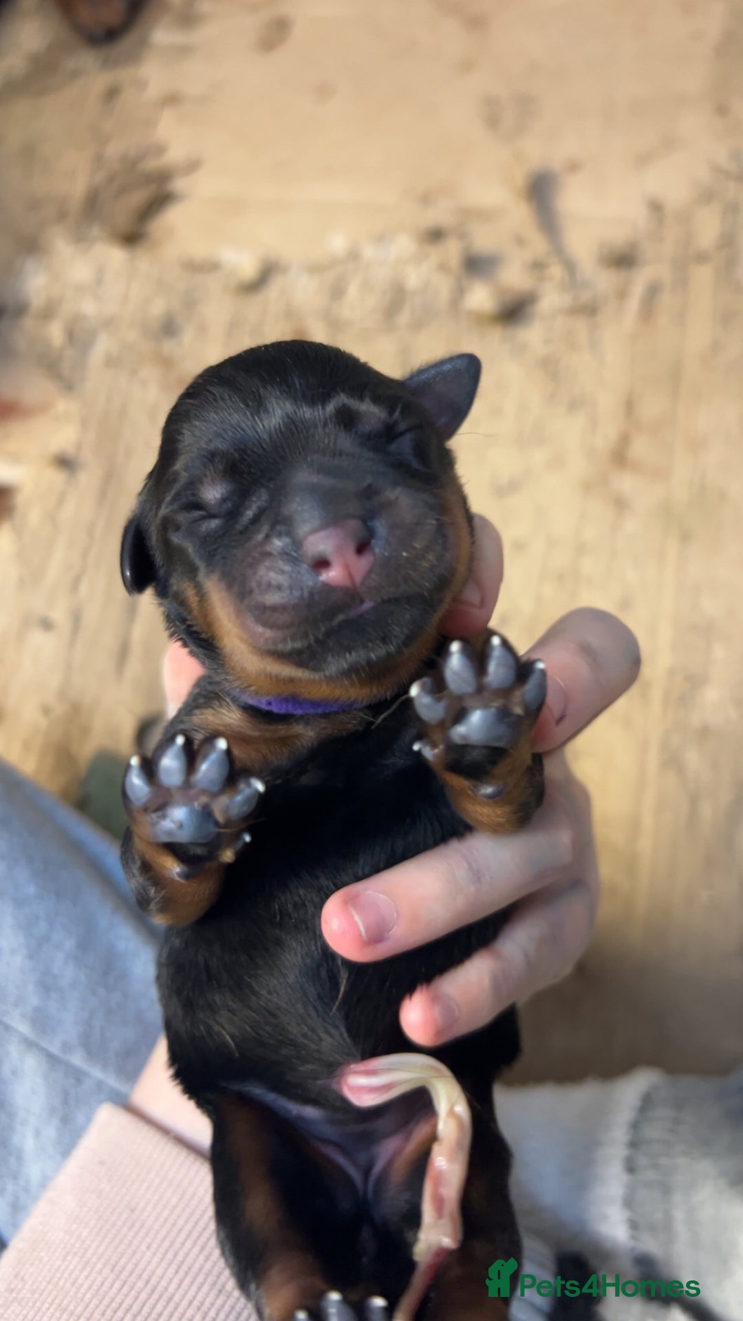 Rottweiler dogs for stud: Proven Rottweiler for stud! in Bury Saint Edmunds - Image 6