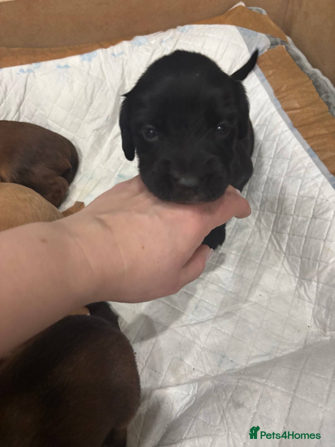 Cocker Spaniel dogs for sale: Stunning Cocker Spaniel puppy’s for sale - Advert 4