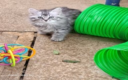 Siberian cats for sale: Stunning litter of Siberian x kittens - Image 11