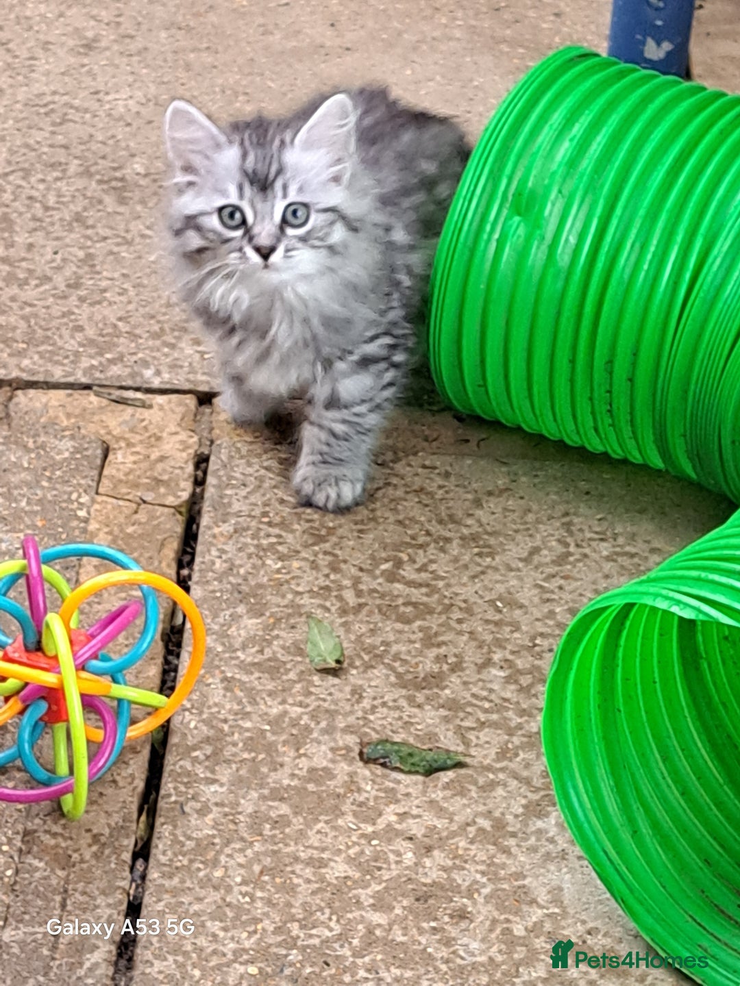 Siberian cats for sale: Stunning litter of Siberian x kittens - Image 11