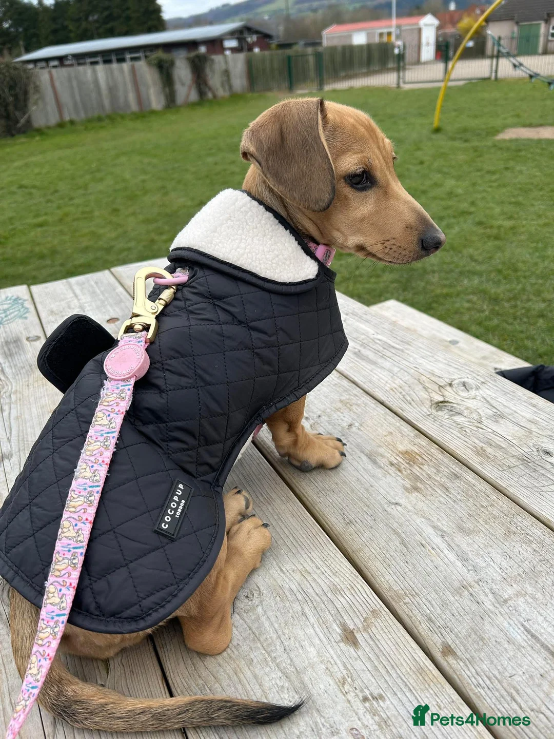 Miniature Dachshund dogs for stud: 💙 STUNNING SOLID BLACK MINIATURE STUD BOY💙 in Leicester - Advert 13
