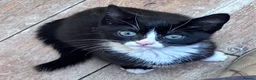 Domestic Shorthair cats for sale: 11 week old male kitten - Advert 6