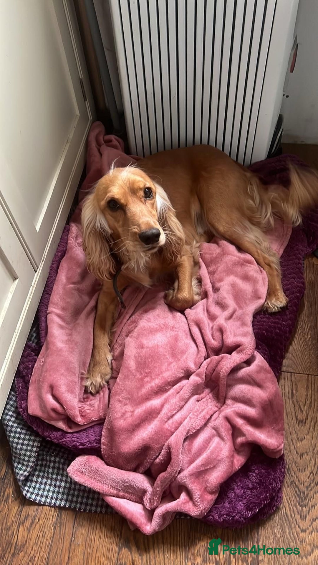 Cocker Spaniel dogs for sale: Cocker Spaniel puppies - Advert 2