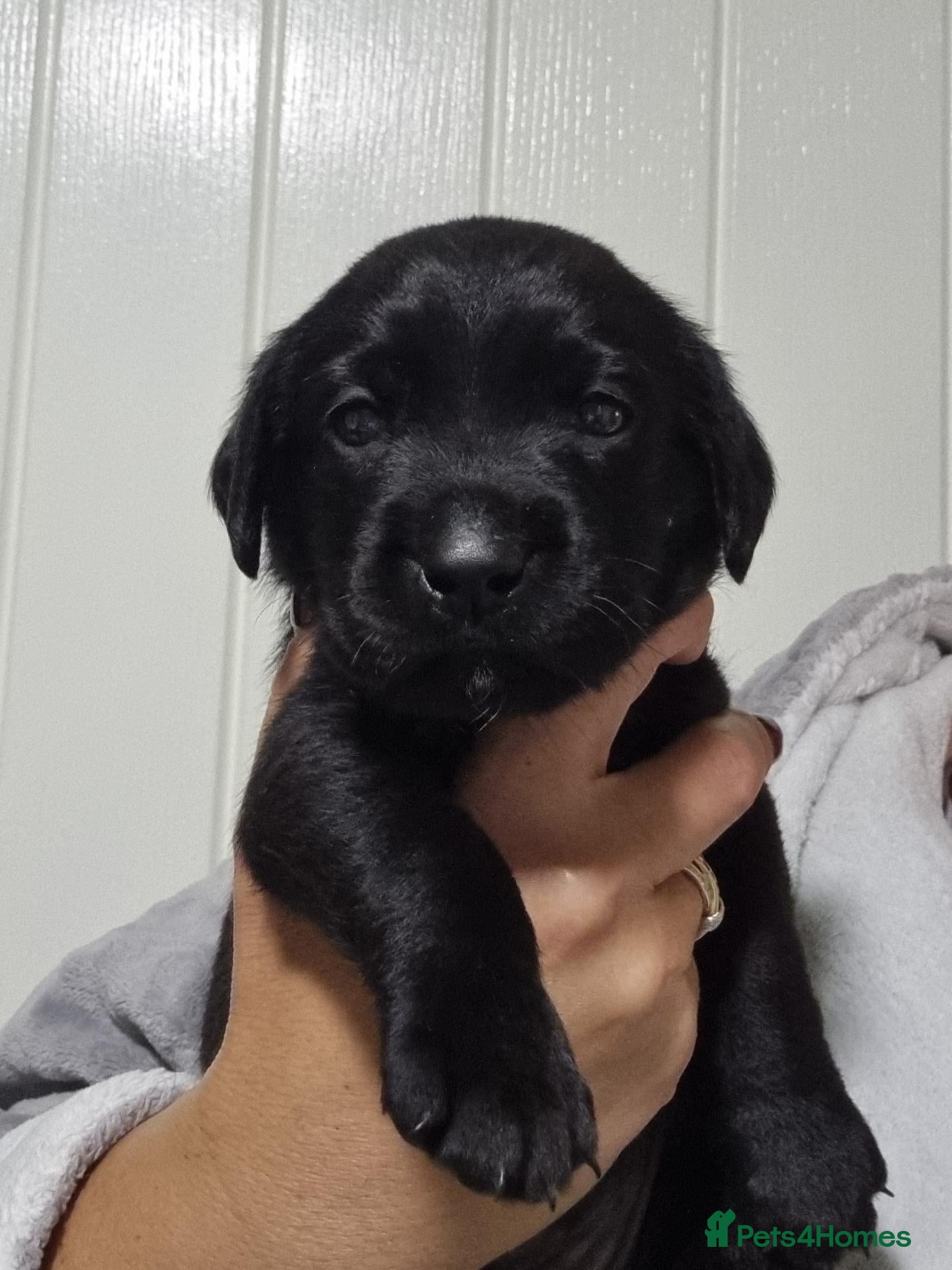 Labrador Retriever dogs  BEAUTIFUL PUPPIES FROM FULLY HEALTHTESTED PARENTS - Advert 13