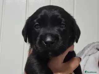 Labrador Retriever dogs BEAUTIFUL PUPPIES FROM FULLY HEALTHTESTED PARENTS - Advert 13