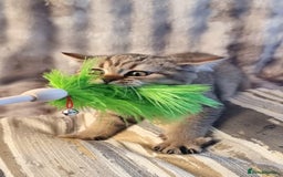 British Shorthair cats for sale: GOLDEN & COLOURPOINT BSH KITTENS, READY TO GO! - Image 31