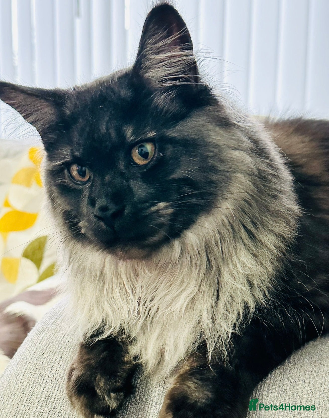 Maine Coon cats Beautiful long haired Main Coons in Leicester - Advert 1