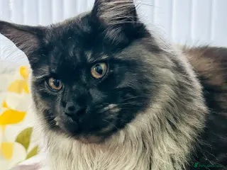 Maine Coon cats Beautiful long haired Main Coons in Leicester - Advert 1