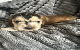 Cocker Spaniel dogs for sale: 🐾Cocker Spaniel Puppies-Ready in 5 Weeks🐾 - Image 5