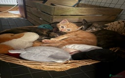 Mixed Breed cats for sale: Kittens - Image 1
