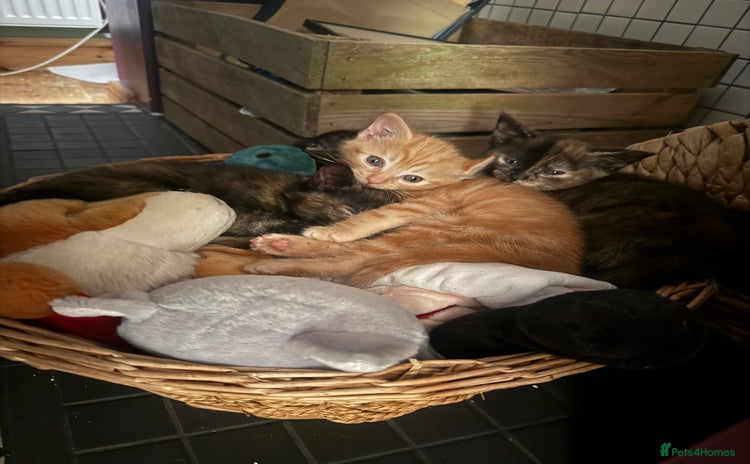 Mixed Breed cats - Advert 14