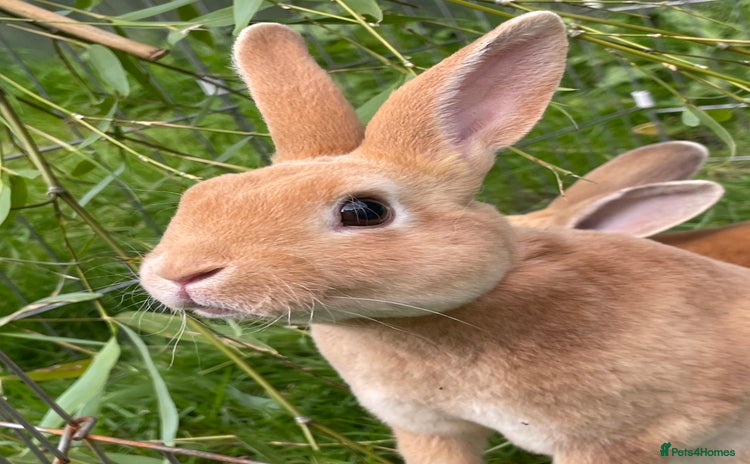 Rex rabbits - Advert 2