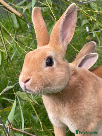 Rex rabbits - Advert 6