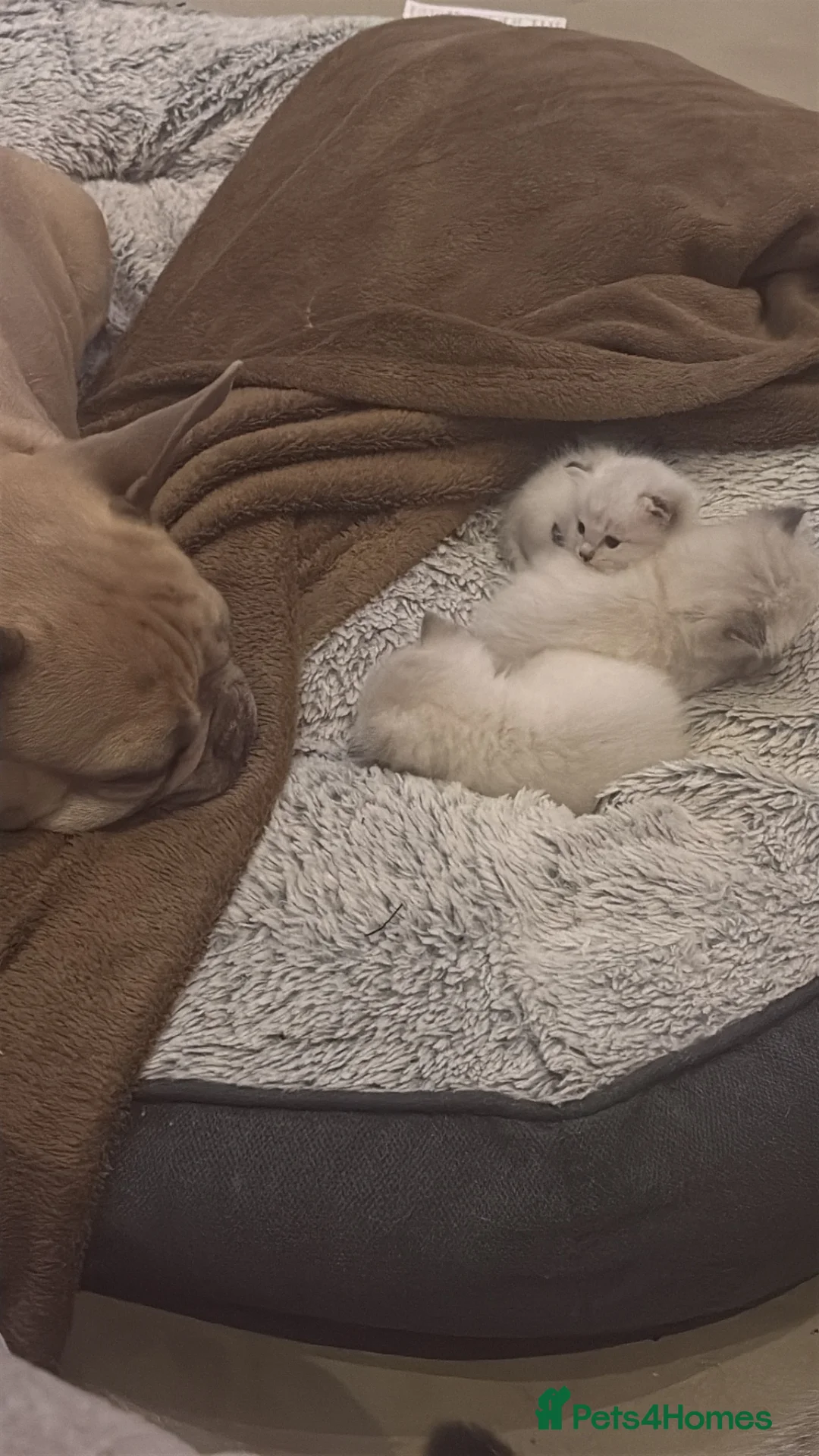 Ragdoll cats for sale: Stunning litter of ragdoll kittens  in Rochester - Advert 2