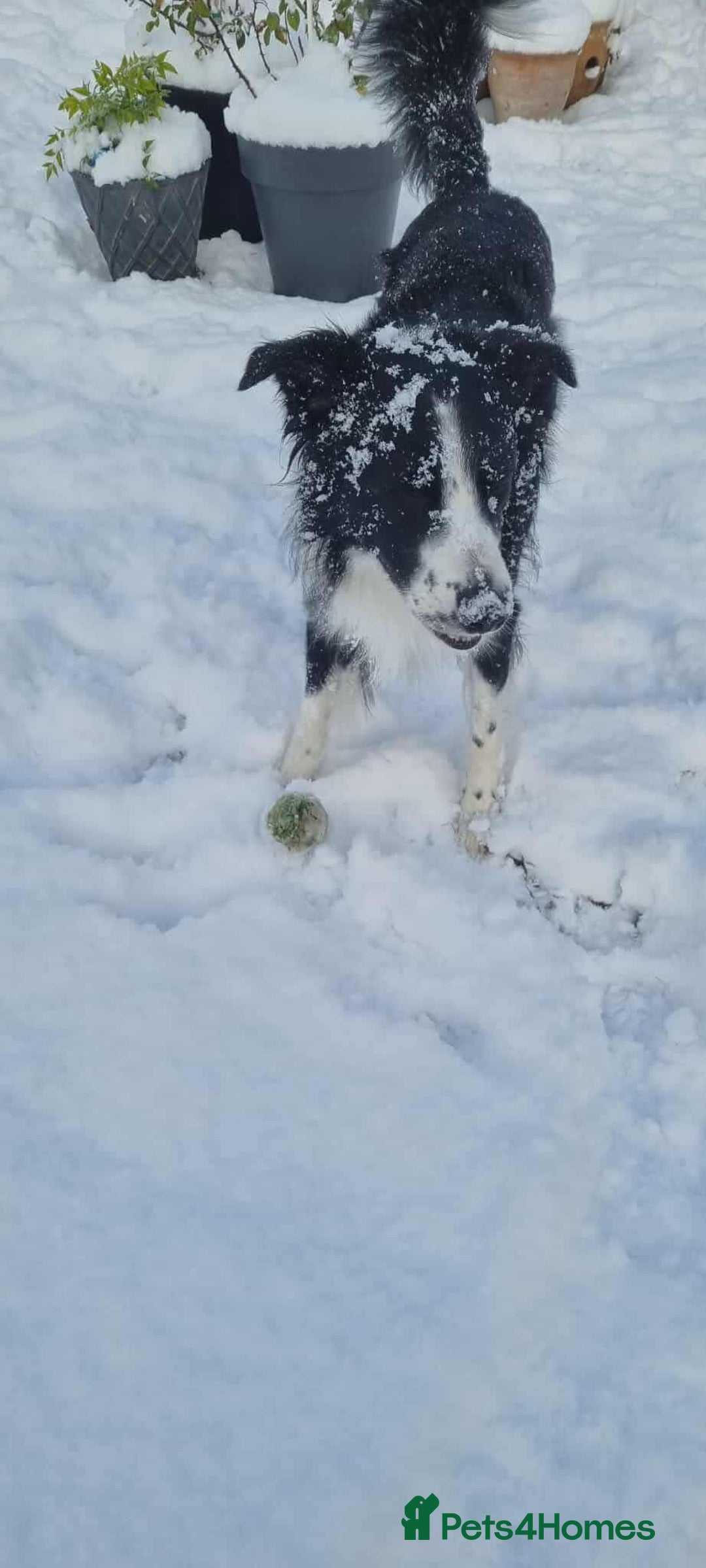 Border Collie dogs for adoption: Meet Mitch - Advert 4