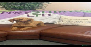 Miniature Poodle dogs - Advert 14