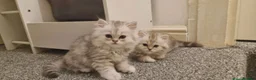 Persian cats for sale: Persian Kitten  - Advert 2
