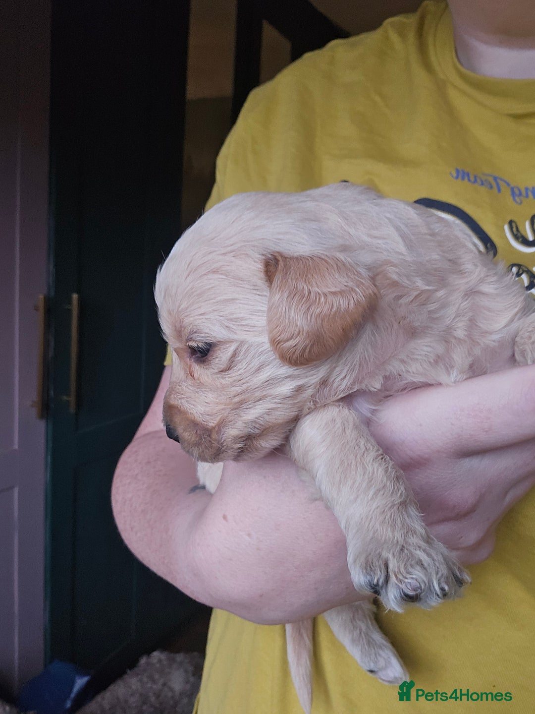 Labradoodle dogs for sale: Ready to go! gorgeous Teddy-Labradoodles - Advert 11
