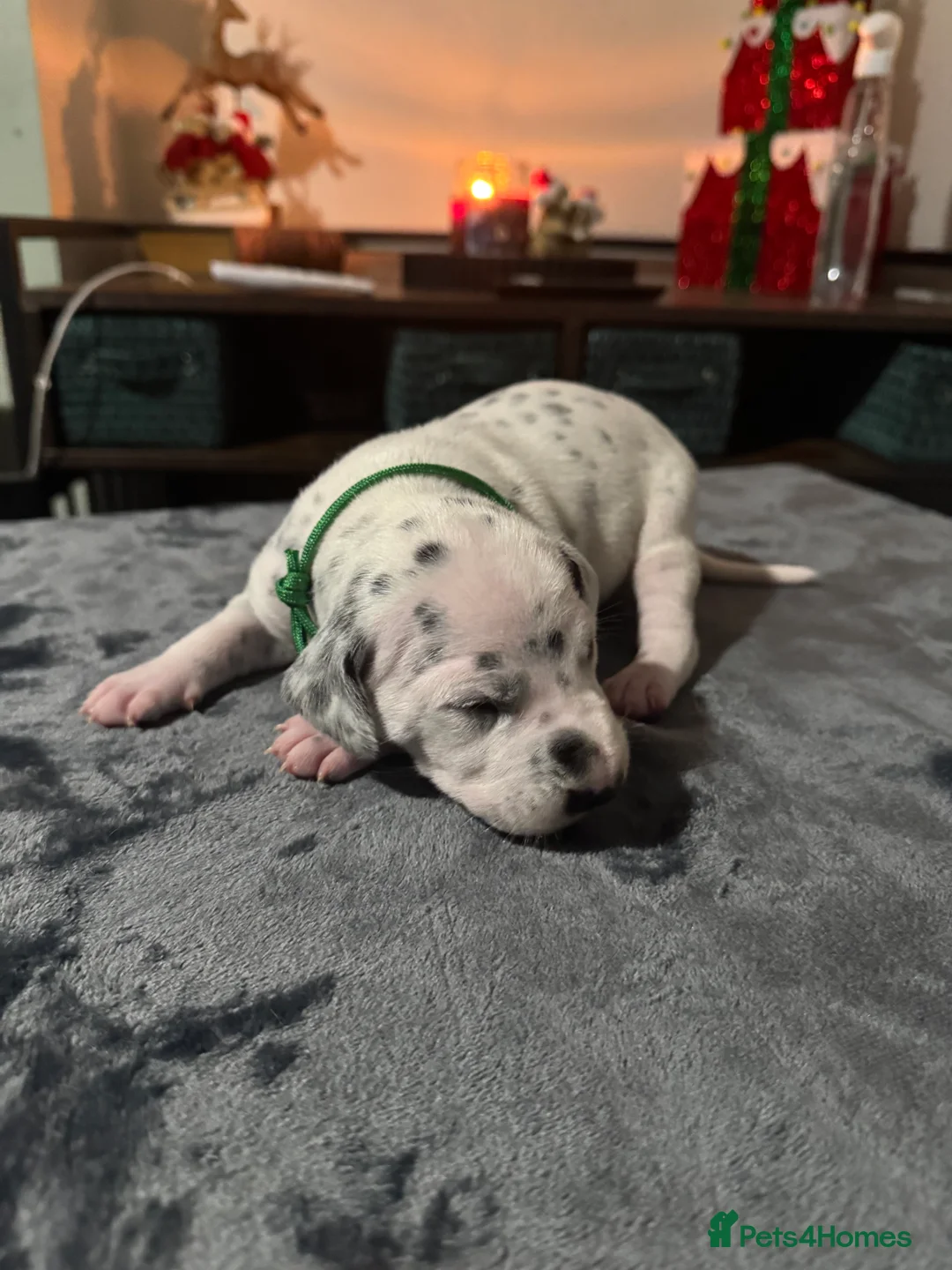 Dalmatian dogs for sale: 1 Boy Left!!! (KC Registered dalmatian pups)!!) - Advert 16