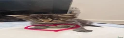 Mixed Breed cats for sale: Tabby kittens  - Advert 4
