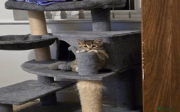 Mixed Breed cats for sale: Two beautiful kittens - Image 8