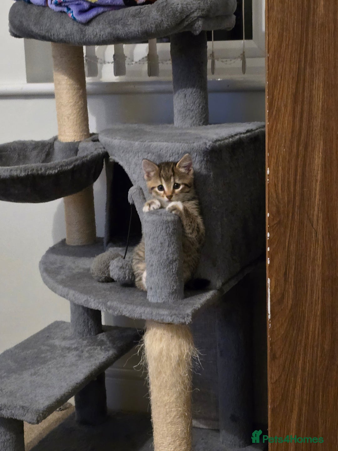 Mixed Breed cats for sale: Two beautiful kittens - Image 8