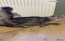 Maine Coon cats for sale: stunning Maine Coon Aberdeen  - Image 3