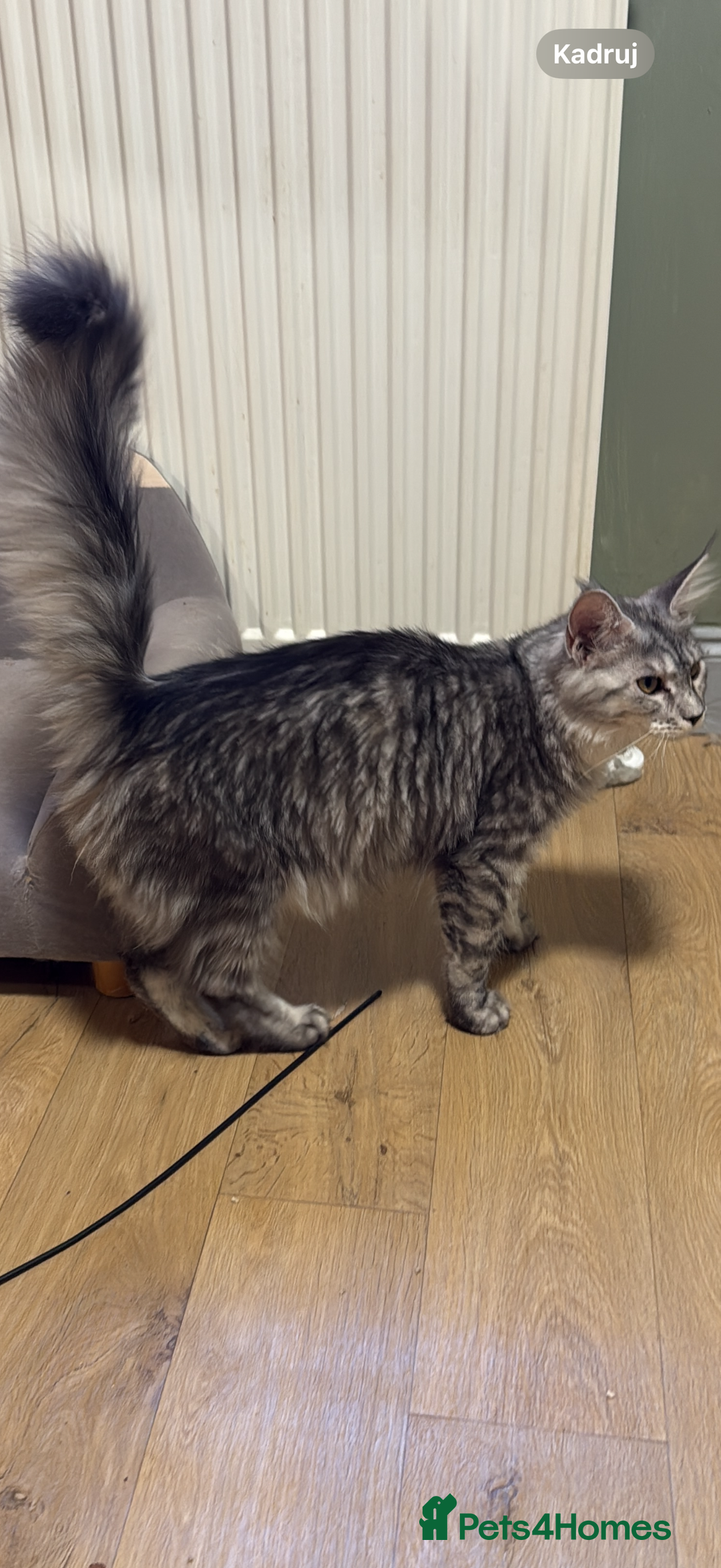 Maine Coon cats for sale: stunning Maine Coon Aberdeen  - Image 3