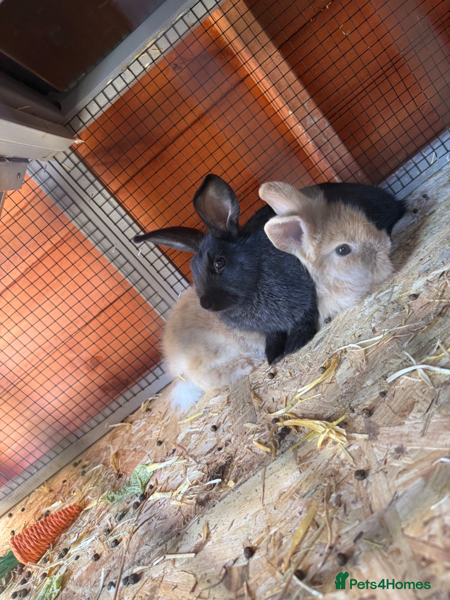 Lionhead rabbits 2 female rabbits  - Advert 1