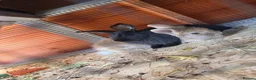 Lionhead rabbits for sale: 2 female rabbits  - Advert 1