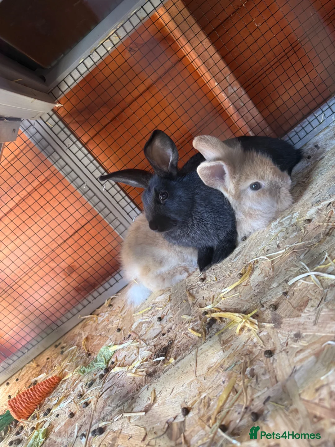 Lionhead rabbits for sale: 2 female rabbits  - Advert 1