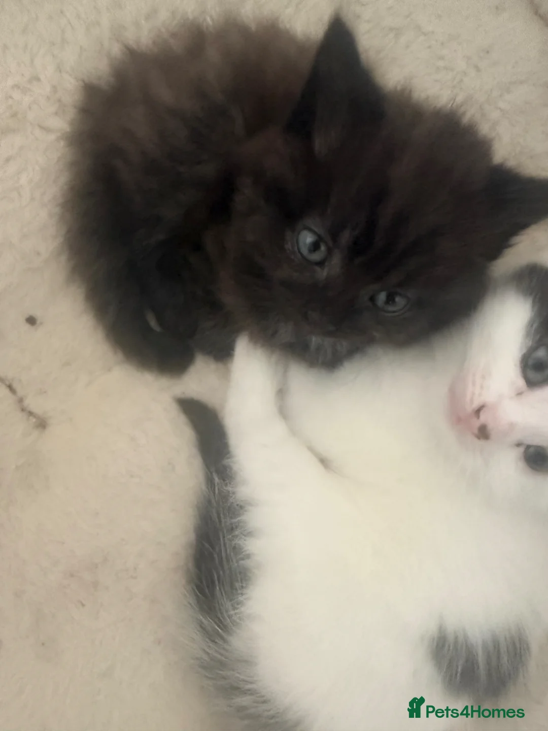 Mixed Breed cats for sale: Kitten ready to leave  - Advert 8