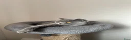 British Shorthair cats for sale: Outstanding quality British Shorthair kittens - Advert 7
