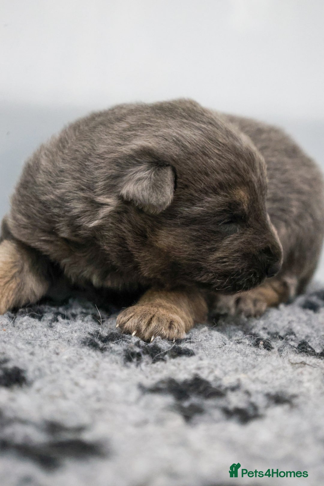 German Shepherd dogs for sale: ❤️KC pups ✨ health tested parents  - Advert 19