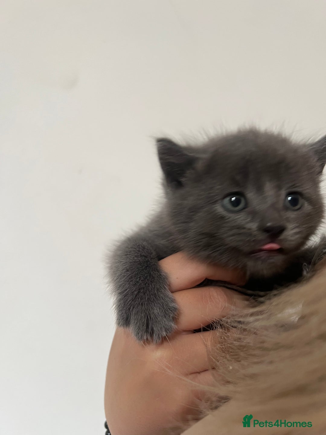 British Shorthair cats for sale: one little boy 🐱 - Image 4