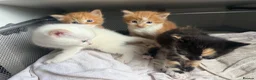 Domestic Shorthair cats for sale: Stunning Domestic Shorthair Kittens - Advert 3