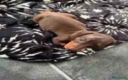 Miniature Dachshund dogs for sale: Miniature Chocolate & Tan Dachshund Quick sale  - Image 9