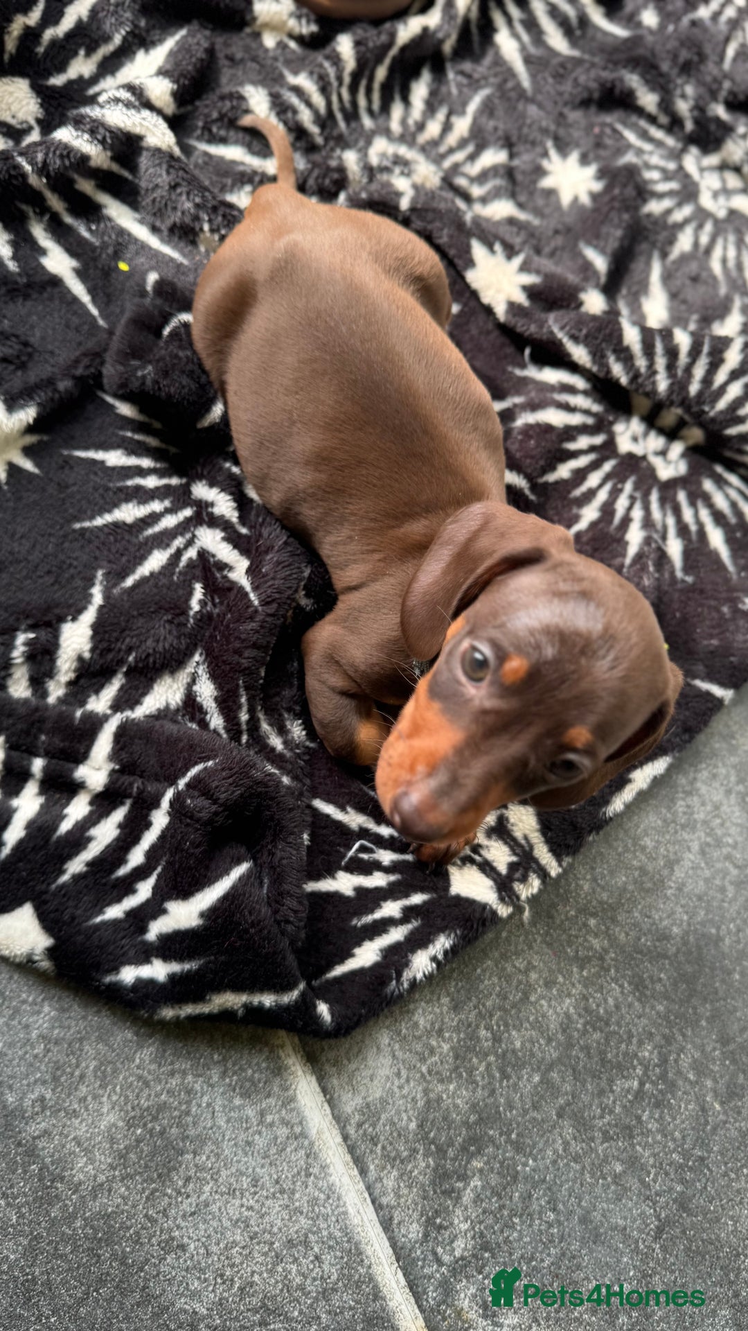 Miniature Dachshund dogs for sale: Miniature Chocolate & Tan Dachshund Quick sale  - Image 9