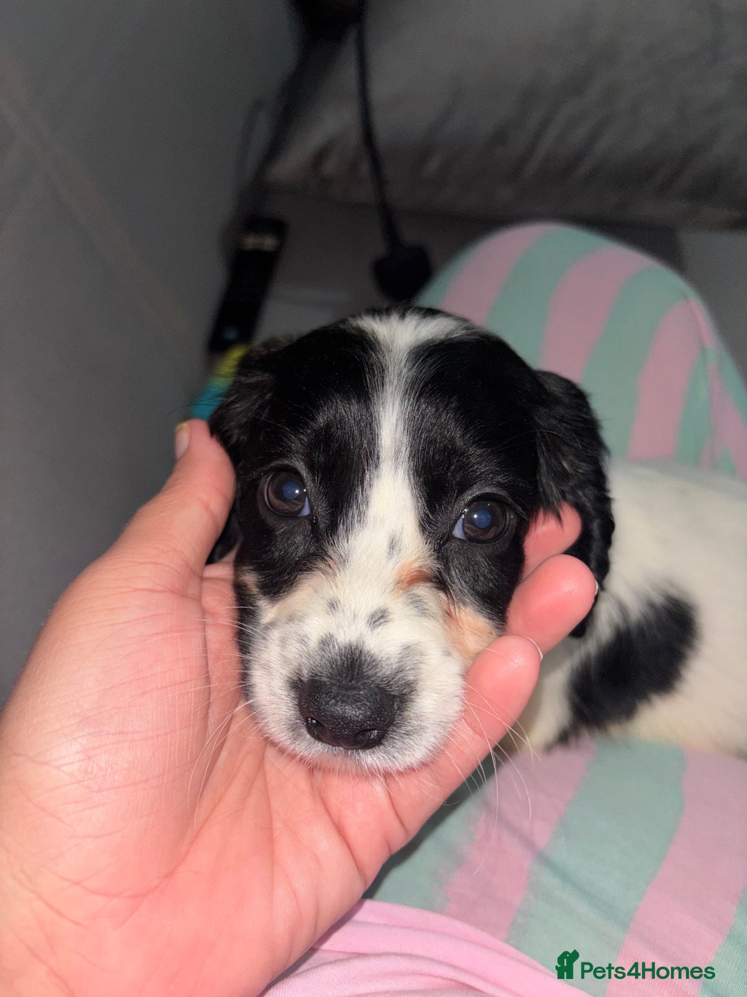Cocker Spaniel dogs for sale: Cocker spaniel - Image 4