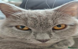 British Shorthair cats for sale: Gorgeous 20mth Female Lilac British Shorthair - Image 4