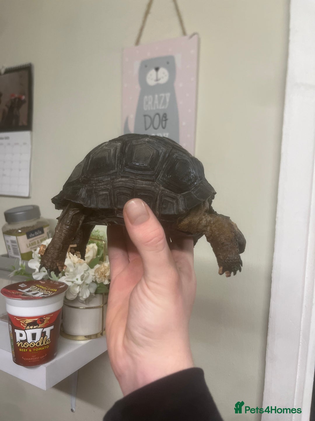 Tortoise reptiles for sale: Aldabra Tortoise - Advert 2