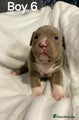 American Bully boy 6