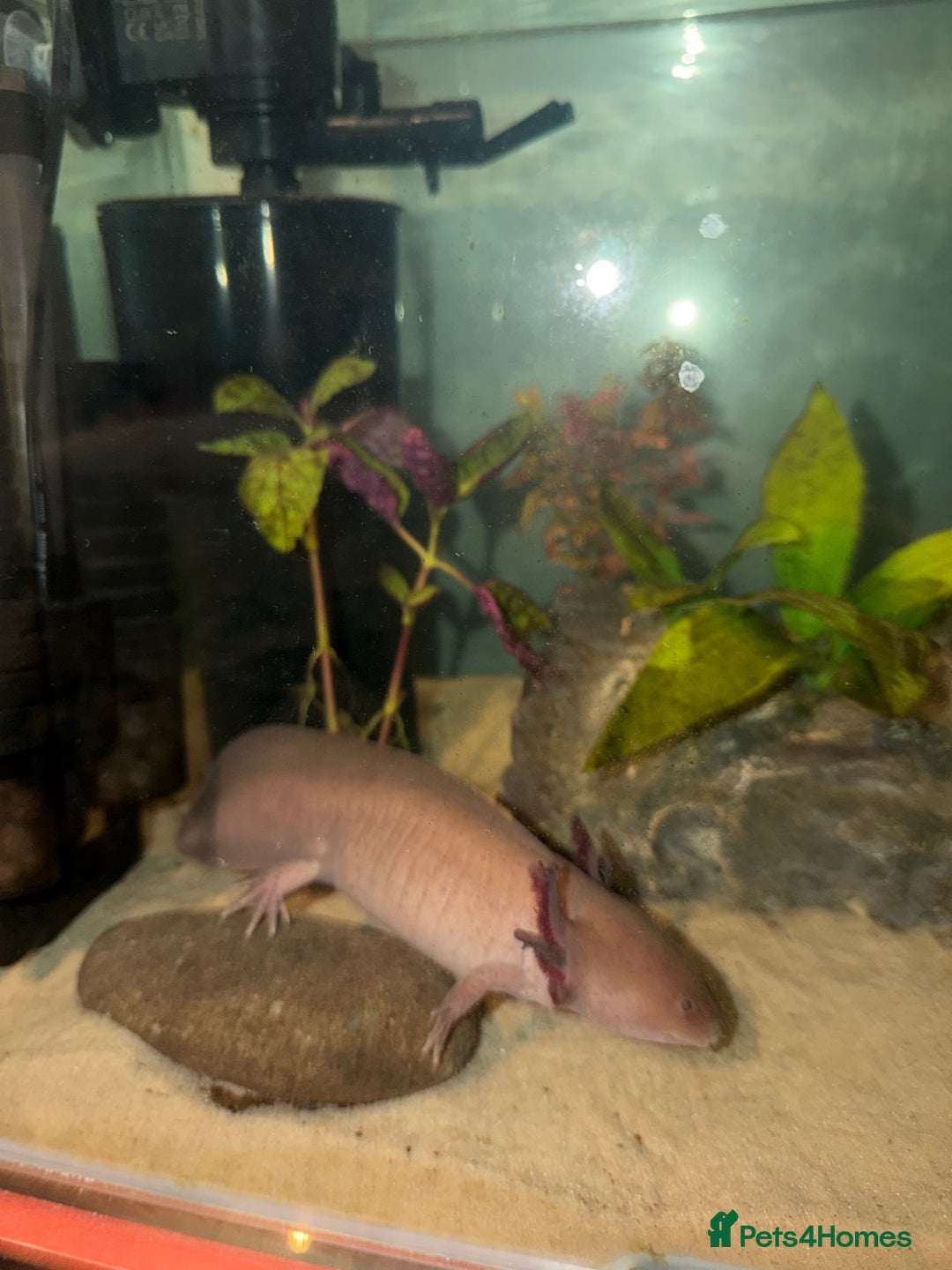 Axolotl reptiles for sale: Axolotl rehoming - Advert 3