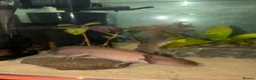 Axolotl reptiles for sale: Axolotl rehoming - Advert 3