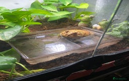 Frog reptiles for sale: Female Pac-Man frog - Image 9